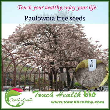 2016 resistant hybrid 9501 paulownia seeds for sale